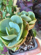 Load image into Gallery viewer, Echeveria Peach Pride - Terrace Garden France

