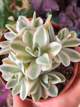 Load image into Gallery viewer, Sedum Treleasei Variegata - Terrace Garden France
