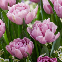 Load image into Gallery viewer, Tulip Katinka - Terrace Garden France
