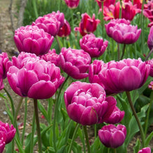 Load image into Gallery viewer, Tulip Rosy Diamond - Terrace Garden France
