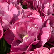 Load image into Gallery viewer, Tulip Rosy Diamond - Terrace Garden France
