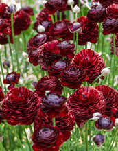 Load image into Gallery viewer, Ranunculus Romance "Perigord" - Terrace Garden France
