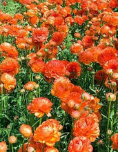 Load image into Gallery viewer, Ranunculus Romance "Paradou" - Terrace Garden France
