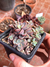Load image into Gallery viewer, Echeveria cv Rezry - Terrace Garden France
