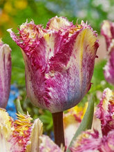 Charger l'image dans la galerie, Tulip Color Fusion - Terrace Garden France

