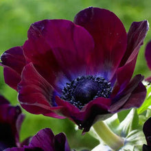 Load image into Gallery viewer, Anemone Meron "Bordeaux Wine" - Terrace Garden France
