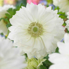 Load image into Gallery viewer, Anemone Fullstar White - Terrace Garden France
