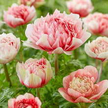 Load image into Gallery viewer, Anemone Fullstar Strawberry - Terrace Garden France
