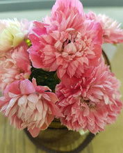 Load image into Gallery viewer, Anemone Fullstar Strawberry - Terrace Garden France
