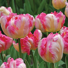 Charger l'image dans la galerie, Tulip Silver Parrot - Terrace Garden France
