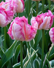 Charger l'image dans la galerie, Tulip Silver Parrot - Terrace Garden France
