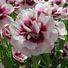 Load image into Gallery viewer, Tulip Pistache - Terrace Garden France
