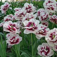 Load image into Gallery viewer, Tulip Pistache - Terrace Garden France
