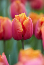 Load image into Gallery viewer, Tulip Louvre Orange bulbs - Terrace Garden France

