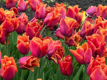 Load image into Gallery viewer, Tulip Louvre Orange bulbs - Terrace Garden France
