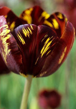 Charger l'image dans la galerie, Tulip Absalon - Terrace Garden France
