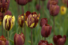 Charger l'image dans la galerie, Tulip Absalon - Terrace Garden France

