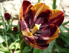 Charger l'image dans la galerie, Tulip Absalon - Terrace Garden France
