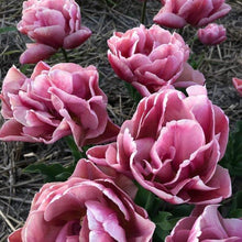 Load image into Gallery viewer, Tulip Pink Treasure - Terrace Garden France
