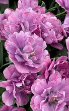 Load image into Gallery viewer, Tulip Rosy Diamond - Terrace Garden France

