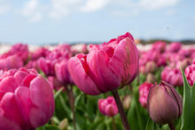 Load image into Gallery viewer, Tulip Rosy Diamond - Terrace Garden France
