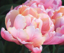 Load image into Gallery viewer, Tulip Pink Star - Terrace Garden France
