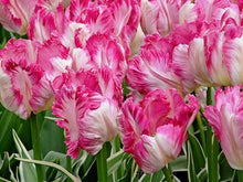 Charger l'image dans la galerie, Tulip Silver Parrot - Terrace Garden France
