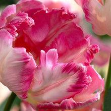 Charger l'image dans la galerie, Tulip Silver Parrot - Terrace Garden France
