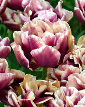 Load image into Gallery viewer, Tulip Wyndham - Terrace Garden France
