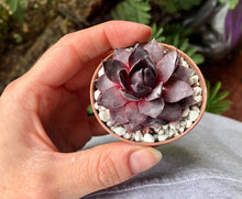 Load image into Gallery viewer, Sempervivum "Purple"
