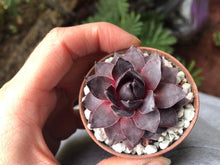 Load image into Gallery viewer, Sempervivum "Purple"
