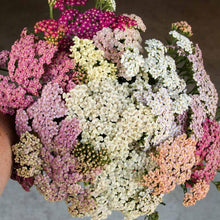 Charger l'image dans la galerie, Yarrow "Summer Pastels"

