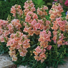 Load image into Gallery viewer, Snapdragon "Twinny Peach"

