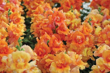 Load image into Gallery viewer, Snapdragon "Twinny Bronze" - Terrace Garden France
