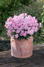Load image into Gallery viewer, Snapdragon "Twinny Rose"
