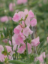 Load image into Gallery viewer, Sweet Pea "Winter Sunshine - Pink"
