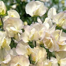 Load image into Gallery viewer, Sweet Pea "Spencer Old Times"
