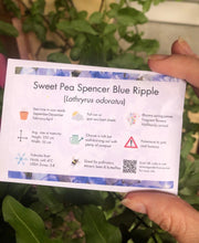 Load image into Gallery viewer, Sweet Pea "Spencer Blue Ripple"
