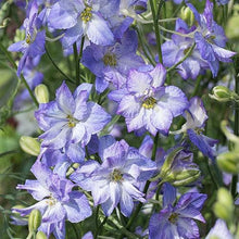 Load image into Gallery viewer, Larkspur "Brisbane" White with Blue Edge
