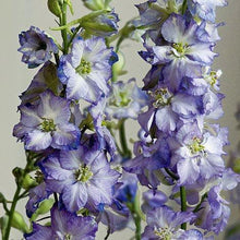 Load image into Gallery viewer, Larkspur "Brisbane" White with Blue Edge
