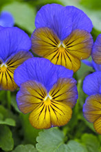 Charger l'image dans la galerie, Viola cornuta "Sorbet XP - Morpho"
