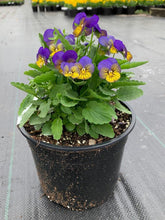 Charger l'image dans la galerie, Viola cornuta "Sorbet XP - Morpho"

