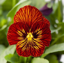 Charger l'image dans la galerie, Viola cornuta " Tiger Eye Red"
