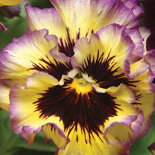 Load image into Gallery viewer, Pansy "Frizzle Sizzle Lemonberry"
