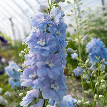 Load image into Gallery viewer, Delphinium elatum "Magic Fountains" Sky-Blue White Bee - Terrace Garden France
