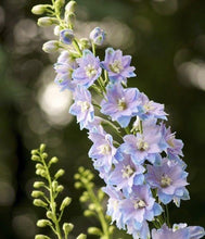 Load image into Gallery viewer, Delphinium elatum "Magic Fountains" Sky-Blue White Bee - Terrace Garden France
