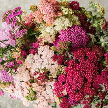 Charger l'image dans la galerie, Yarrow "Summer Berries"
