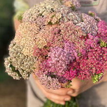 Charger l'image dans la galerie, Yarrow "Summer Berries"
