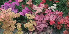 Charger l'image dans la galerie, Yarrow "Summer Pastels"
