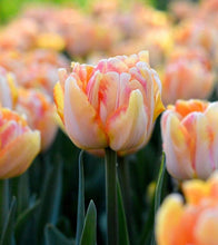 Charger l'image dans la galerie, Tulip Foxy Foxtrot - Terrace Garden France
